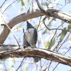 Myiagra rubecula at Hawker, ACT - 25 Jan 2023