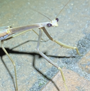 Tenodera australasiae at Jerrabomberra, NSW - suppressed