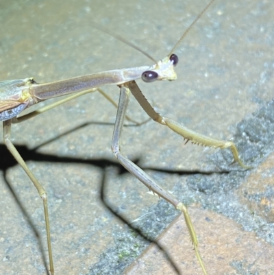 Tenodera australasiae (Purple-winged mantid) at QPRC LGA - 25 Jan 2023 by Steve_Bok