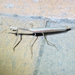 Tenodera australasiae at Jerrabomberra, NSW - suppressed