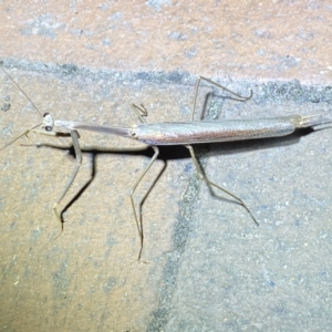 Tenodera australasiae at Jerrabomberra, NSW - 25 Jan 2023