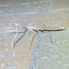 Tenodera australasiae at Jerrabomberra, NSW - suppressed