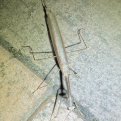 Tenodera australasiae at Jerrabomberra, NSW - suppressed