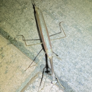 Tenodera australasiae at Jerrabomberra, NSW - suppressed