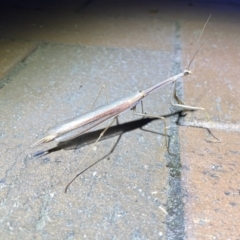 Tenodera australasiae at Jerrabomberra, NSW - suppressed