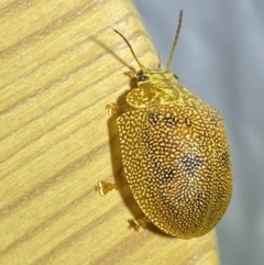 Paropsis atomaria (Eucalyptus leaf beetle) at Jerrabomberra, NSW - 25 Jan 2023 by Steve_Bok