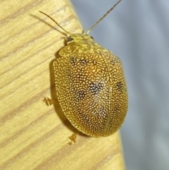 Paropsis atomaria at Jerrabomberra, NSW - 25 Jan 2023