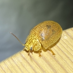 Paropsis atomaria at Jerrabomberra, NSW - 25 Jan 2023