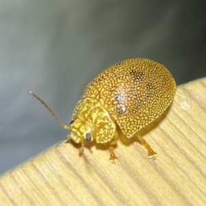 Paropsis atomaria at Jerrabomberra, NSW - 25 Jan 2023