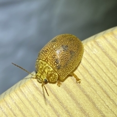 Paropsis atomaria at Jerrabomberra, NSW - 25 Jan 2023