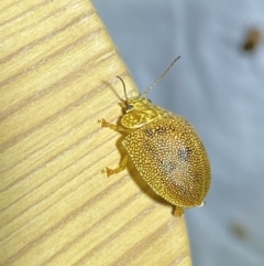 Paropsis atomaria at Jerrabomberra, NSW - 25 Jan 2023