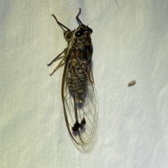 Galanga labeculata (Double-spotted cicada) at Jerrabomberra, NSW - 25 Jan 2023 by Steve_Bok