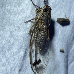 Galanga labeculata at Jerrabomberra, NSW - suppressed