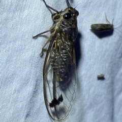 Galanga labeculata at Jerrabomberra, NSW - 25 Jan 2023