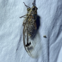 Galanga labeculata at Jerrabomberra, NSW - 25 Jan 2023