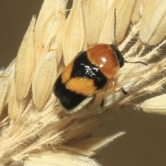 Aporocera (Aporocera) flaviventris (A case bearing leaf beetle) at Hawker, ACT - 25 Jan 2023 by AlisonMilton