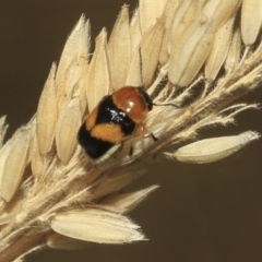 Aporocera (Aporocera) flaviventris at Hawker, ACT - 25 Jan 2023