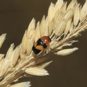 Aporocera (Aporocera) flaviventris at Hawker, ACT - 25 Jan 2023