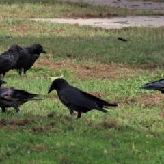 Corvus mellori (Little Raven) at Bungendore, NSW - 21 Jan 2023 by AndyRoo