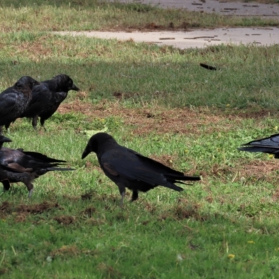 Corvus mellori (Little Raven) at QPRC LGA - 21 Jan 2023 by AndyRoo