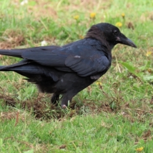 Corvus mellori at Bungendore, NSW - 21 Jan 2023