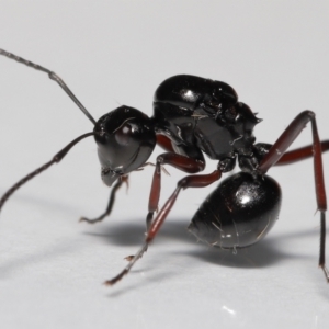 Polyrhachis sp. (genus) at Wellington Point, QLD - 20 Jan 2023