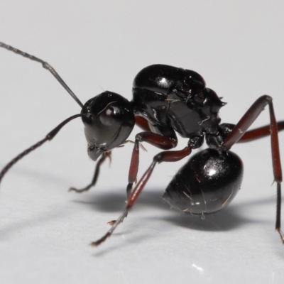 Unidentified Ant (Hymenoptera, Formicidae) at Wellington Point, QLD - 20 Jan 2023 by TimL