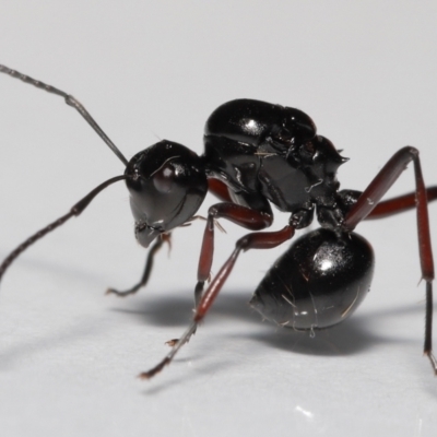 Polyrhachis sp. (genus) (A spiny ant) at Wellington Point, QLD - 20 Jan 2023 by TimL