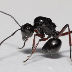 Unidentified Ant (Hymenoptera, Formicidae) (TBC) at Wellington Point, QLD - 20 Jan 2023 by TimL