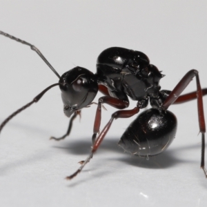 Unidentified Ant (Hymenoptera, Formicidae) (TBC) at suppressed by TimL