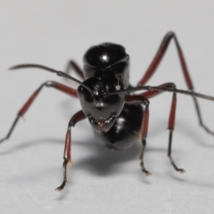 Polyrhachis sp. (genus) at Wellington Point, QLD - 20 Jan 2023