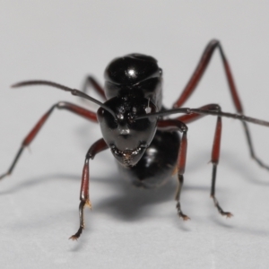 Polyrhachis sp. (genus) at Wellington Point, QLD - 20 Jan 2023