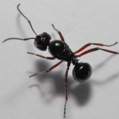 Polyrhachis sp. (genus) at Wellington Point, QLD - 20 Jan 2023