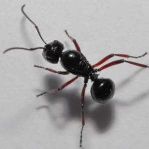 Polyrhachis sp. (genus) at Wellington Point, QLD - suppressed