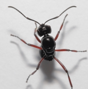 Polyrhachis sp. (genus) at Wellington Point, QLD - 20 Jan 2023