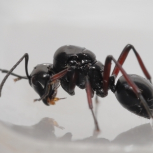 Polyrhachis sp. (genus) at Wellington Point, QLD - suppressed