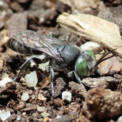 Bembix sp. (genus) (Unidentified Bembix sand wasp) at Wodonga - 22 Jan 2023 by KylieWaldon