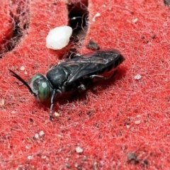 Bembix sp. (genus) at Wodonga, VIC - 22 Jan 2023 12:31 PM