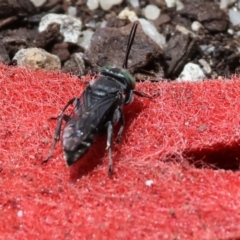 Bembix sp. (genus) at Wodonga, VIC - 22 Jan 2023 12:31 PM