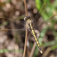 Orthetrum caledonicum (Blue Skimmer) at Wodonga, VIC - 20 Jan 2023 by KylieWaldon