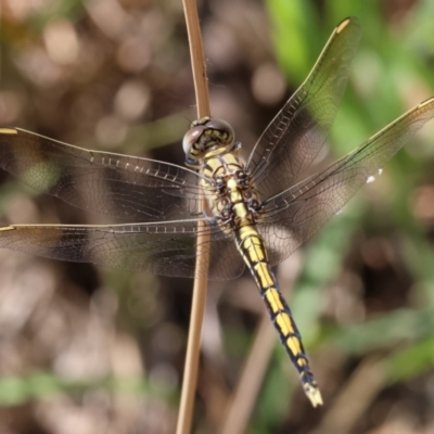 Orthetrum caledonicum (Blue Skimmer) at Wodonga, VIC - 21 Jan 2023 by KylieWaldon