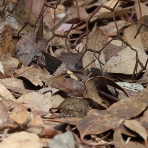 Heteronympha merope at Wodonga, VIC - 21 Jan 2023