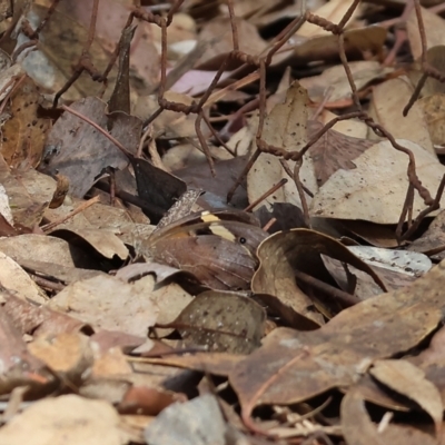 Heteronympha merope (Common Brown Butterfly) at Wodonga - 20 Jan 2023 by KylieWaldon