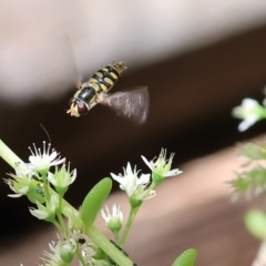 Simosyrphus grandicornis (Common hover fly) at Wodonga - 22 Jan 2023 by KylieWaldon