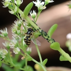 Simosyrphus grandicornis at Wodonga, VIC - 22 Jan 2023