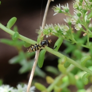 Simosyrphus grandicornis at Wodonga, VIC - 22 Jan 2023