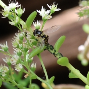 Simosyrphus grandicornis at Wodonga, VIC - 22 Jan 2023