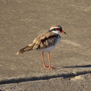 Charadrius melanops at Molonglo, ACT - 25 Jan 2023 06:38 PM