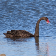 Cygnus atratus (Black Swan) at Molonglo, ACT - 25 Jan 2023 by MatthewFrawley