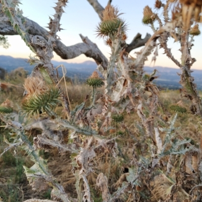 Onopordum acanthium (Scotch Thistle) at Fadden, ACT - 26 Jan 2023 by KumikoCallaway